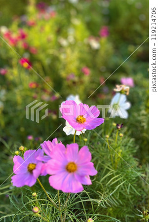 開花在花床上的波斯菊 開花在花床上的波斯菊 119214706