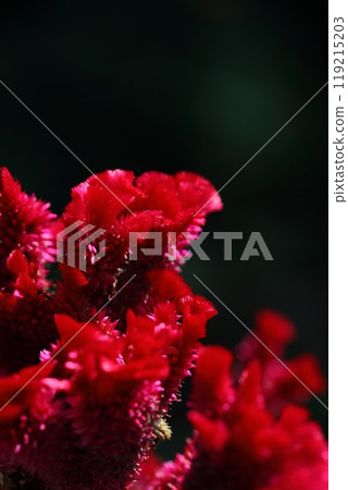 Close-up of a bright red celosia flower against a dark background 119215203