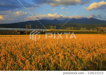 金色的稻田和黃醫生 119215213