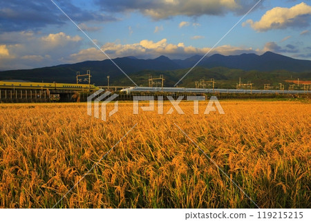 金色的稻田和黃醫生 119215215