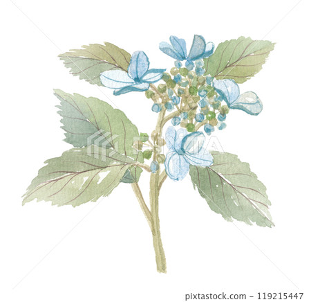 Watercolor painting of sweet tea, Amacha 119215447