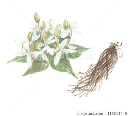 Sakishima Peony Vine, Flowers and Roots, Painted in Watercolor Sakishima Peony Vine, Flowers and Roots, Painted in Watercolor 119215449