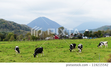 Cows and the hazy Mt. Shiribetsu and Mt. Yotei 119215542
