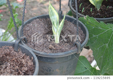 Sansevieria trifasciata Golden Hahnii plant 119215695