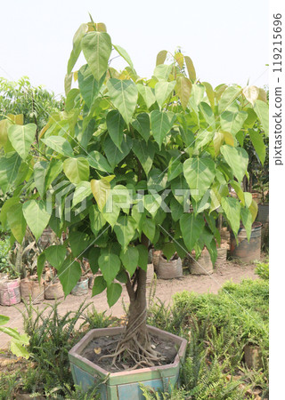 Sacred fig tree on nursery for sell are cash crops Sacred fig tree on nursery for sell are cash crops 119215696