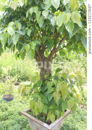 Sacred fig tree on nursery for sell are cash crops Sacred fig tree on nursery for sell are cash crops 119215697