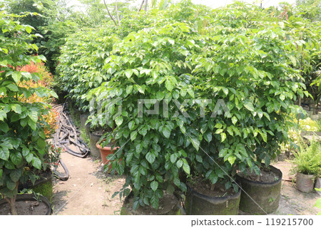 Radermachera sinica flower and ornamental plant Radermachera sinica flower and ornamental plant 119215700