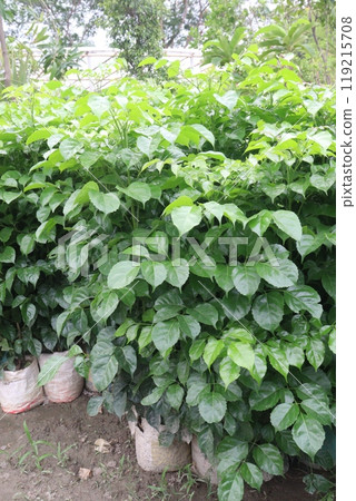 Radermachera sinica flower and ornamental plant Radermachera sinica flower and ornamental plant 119215708