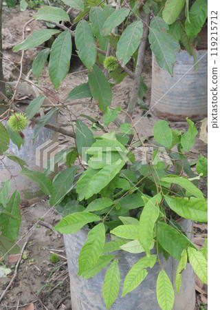 Rambutan on tree in farm for harvest 119215712