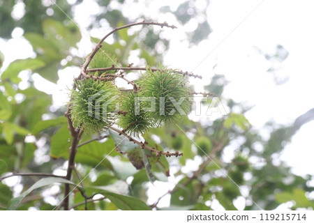 Rambutan on tree in farm for harvest 119215714