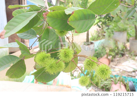 Rambutan on tree in farm for harvest 119215715
