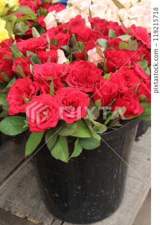 red colored rose on farm 119215718