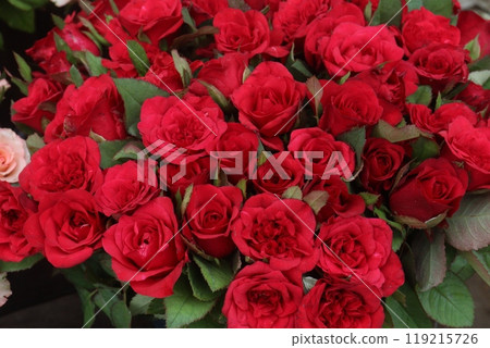 red colored rose on farm 119215726