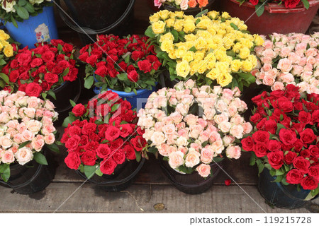red colored rose on farm 119215728