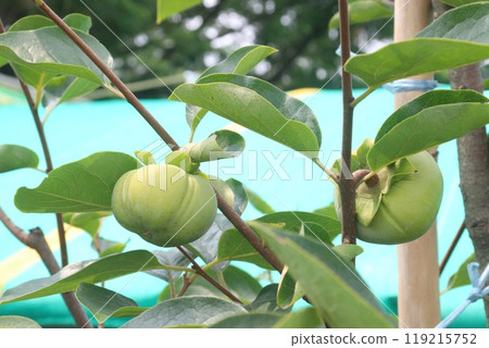 raw persimmon on tree in farm 119215752