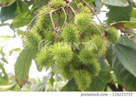 Rambutan on tree in farm for harvest 119215757