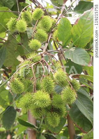 Rambutan on tree in farm for harvest 119215758