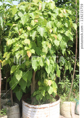 Sacred fig tree on nursery for sell are cash crops 119215759