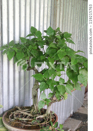 Sacred fig tree on nursery for sell are cash crops Sacred fig tree on nursery for sell are cash crops 119215763
