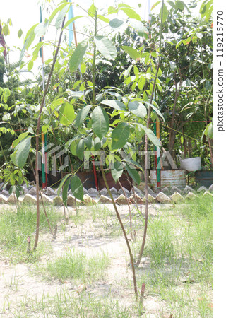 natural raw rubber tree plant on farm 119215770