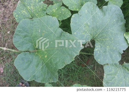 pumpkin plant on farm for harvest 119215775