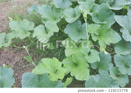 pumpkin plant on farm for harvest 119215776