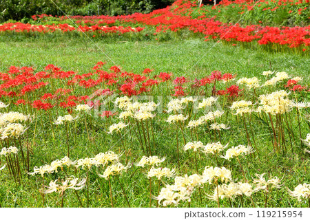 Blooming red spider lilies in the fields along the Isehara Hinatayakushi Hikage Road Blooming red spider lilies in the fields along the Isehara Hinatayakushi Hikage Road 119215954