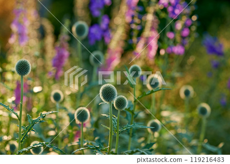 Bokeh, flowers and echinops in meadow at countryside, environment and landscape in rural Japan. Botanical garden, pasture and grassland with plants in bloom in backyard, bush or nature in summer 119216483