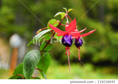 Fuchsia Fuchsia 119216645