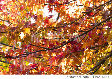 Maple leaves all over 119216654