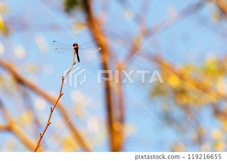 蜻蜓棲息在細細的樹枝上 蜻蜓棲息在細細的樹枝上 119216655