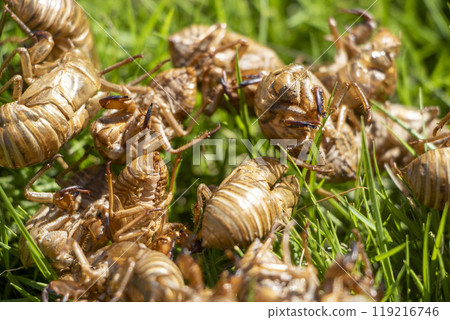 Cicadian鞘 119216746