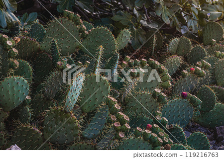Krk close up Beaver Tail Cactus in Bloom Krk close up Beaver Tail Cactus in Bloom 119216763