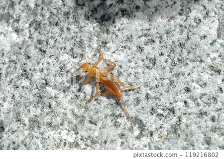 奧多志川最上游採集到的石蠅 119216802