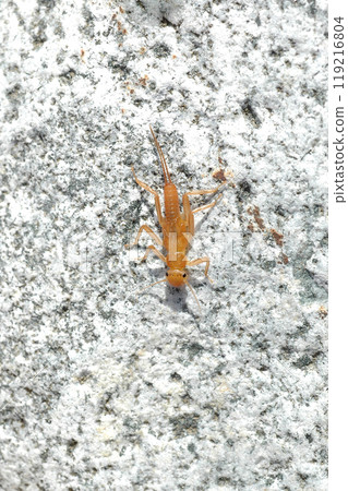 奧多志川最上游採集到的石蠅 奧多志川最上游採集到的石蠅 119216804