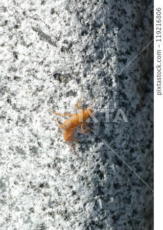 A stonefly caught in the upper reaches of the Okudoushi River 119216806