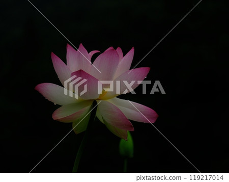 Mysterious lotus flower Mysterious lotus flower 119217014