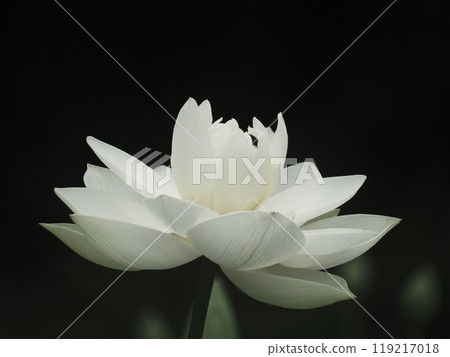 夏天的傳統是蓮花 夏天的傳統是蓮花 119217018