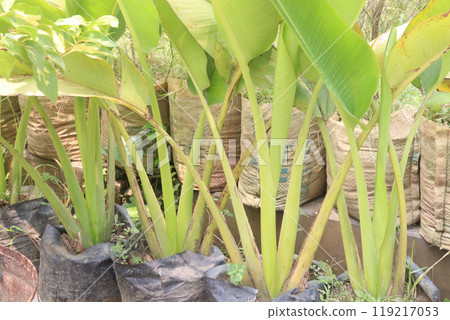 Ravenala plant on nursery for sell are cash crops Ravenala plant on nursery for sell are cash crops 119217053