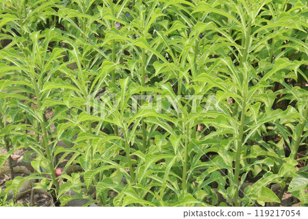 Plumeria pudica flower plant on nursery 119217054