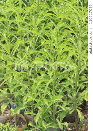 Plumeria pudica flower plant on nursery Plumeria pudica flower plant on nursery 119217055