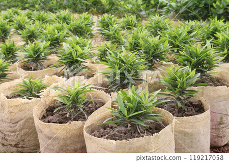 Podocarpus nakaii leaf plant on nursery Podocarpus nakaii leaf plant on nursery 119217058