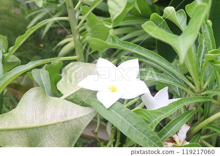Plumeria pudica flower plant on nursery Plumeria pudica flower plant on nursery 119217060