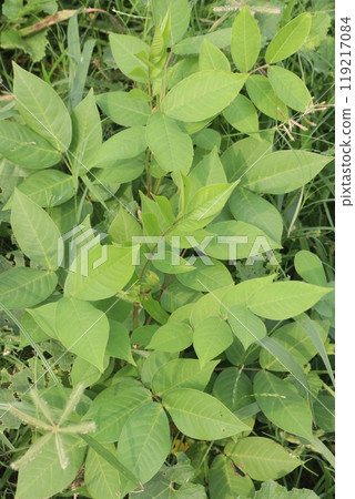 poison sumac wood plant on nursery poison sumac wood plant on nursery 119217084