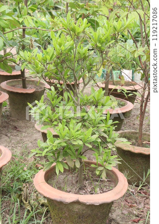Pittosporum senacia plant on nursery Pittosporum senacia plant on nursery 119217086