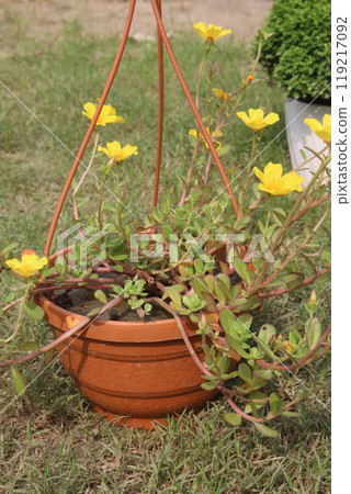 Portulaca oleracea flower plant on nursery 119217092
