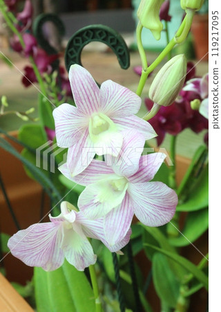 Phalaenopsis schilleriana orchid flower plant on nursery Phalaenopsis schilleriana orchid flower plant on nursery 119217095