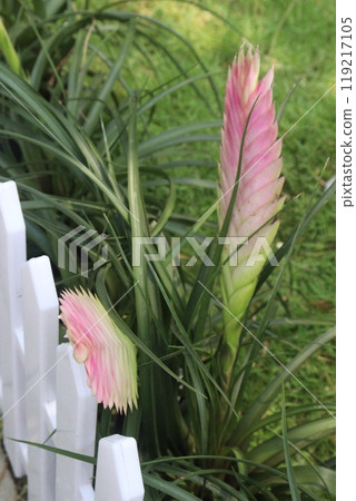 Pink Quill flower plant on nursery 119217105