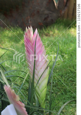 Pink Quill flower plant on nursery Pink Quill flower plant on nursery 119217106