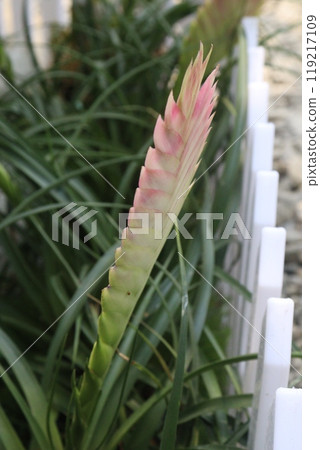 Pink Quill flower plant on nursery 119217109